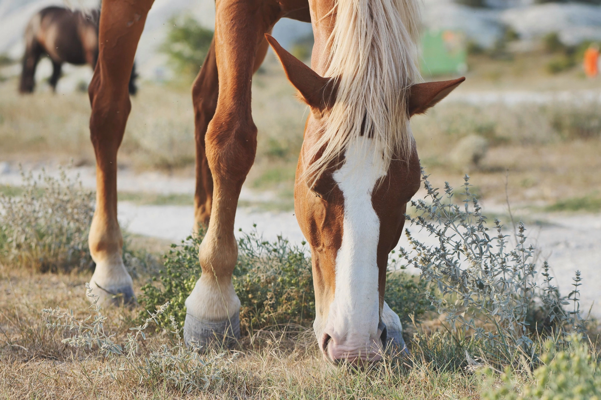 Horse Grazing In The Dry Fields Of Crimea Near Belogorsk