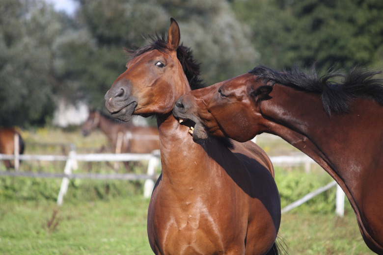 Svårt få skadestånd när hästar skadar varandra