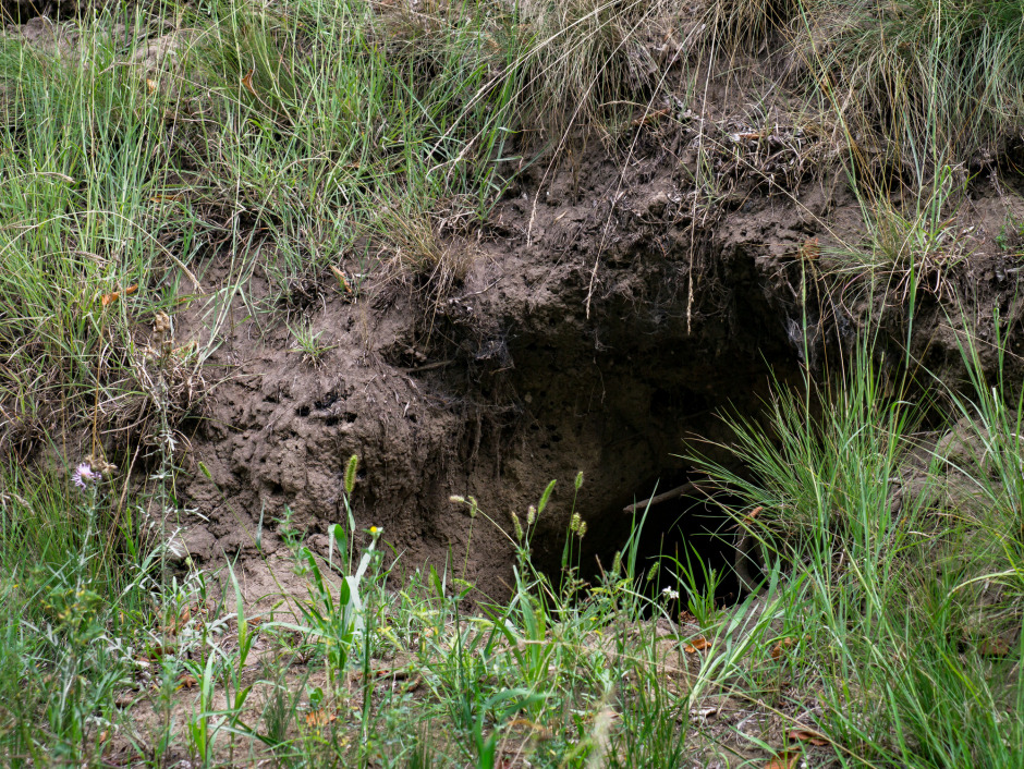 Stor räddningsinsats efter att häst försvann i hål under ridtur