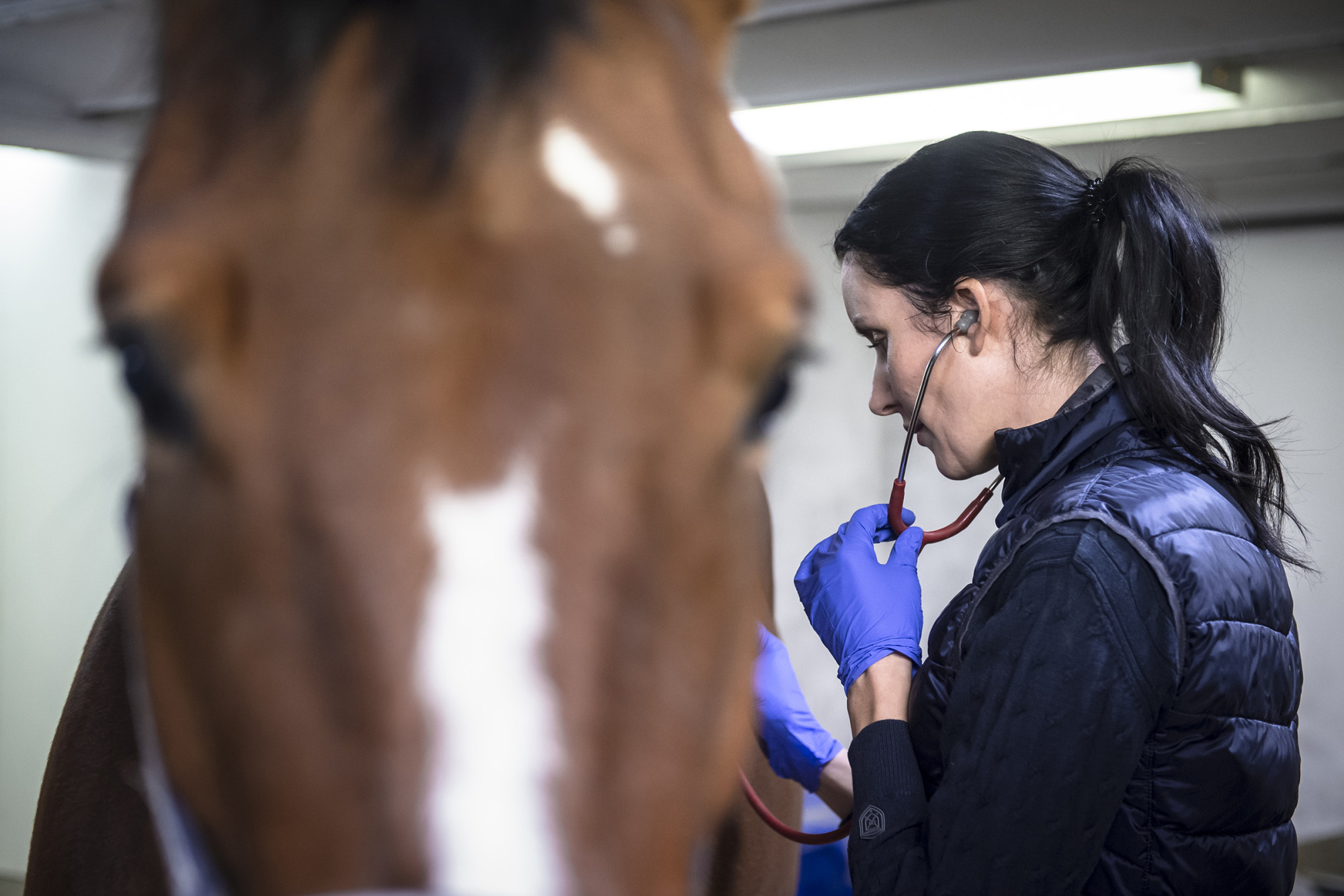 Veterin&auml;r Isabelle Fredricson Unders&ouml;kning Foto: Sandra Nordin Johansson
