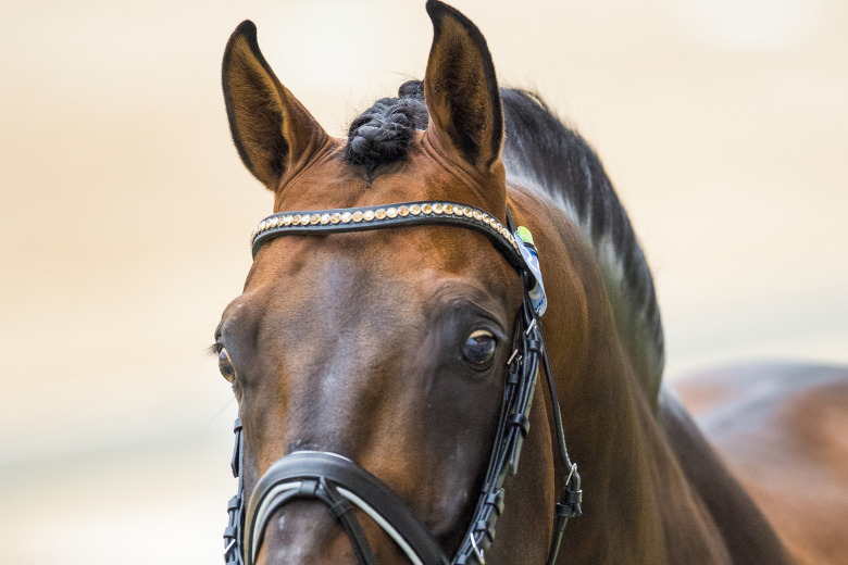 De är årets främsta fadershingstar