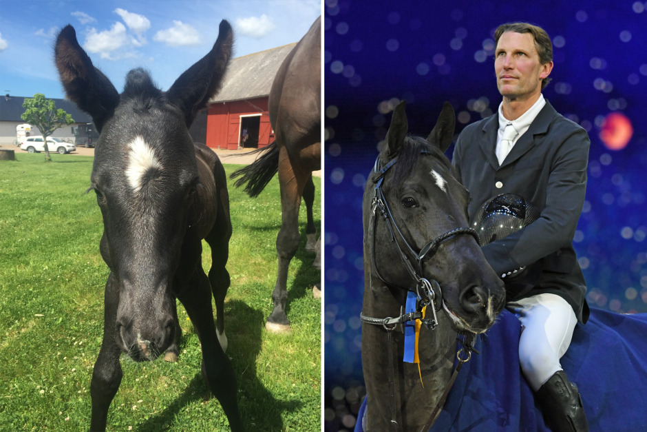 Uppfödaren om Kannonqulans framgång med Kevin Staut
