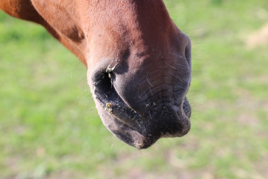 Kvarka konstaterat i Stockholms län