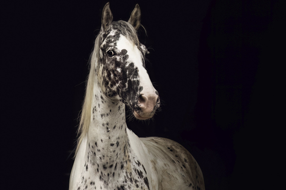 Hästens färg kan avslöja hälsorisker