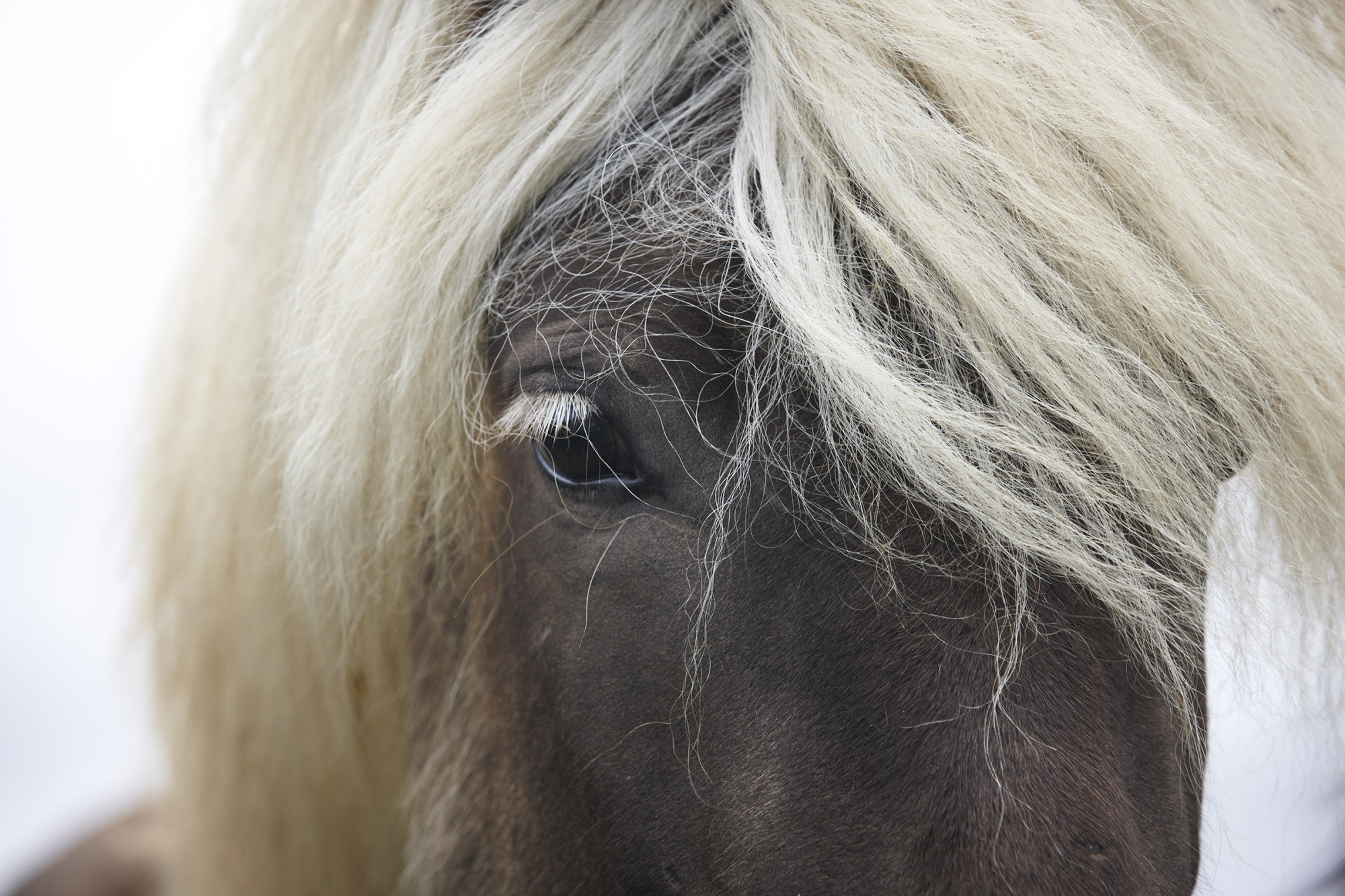 Iceland. Vatnsnes Peninsula. Icelandic Horse Close Up.