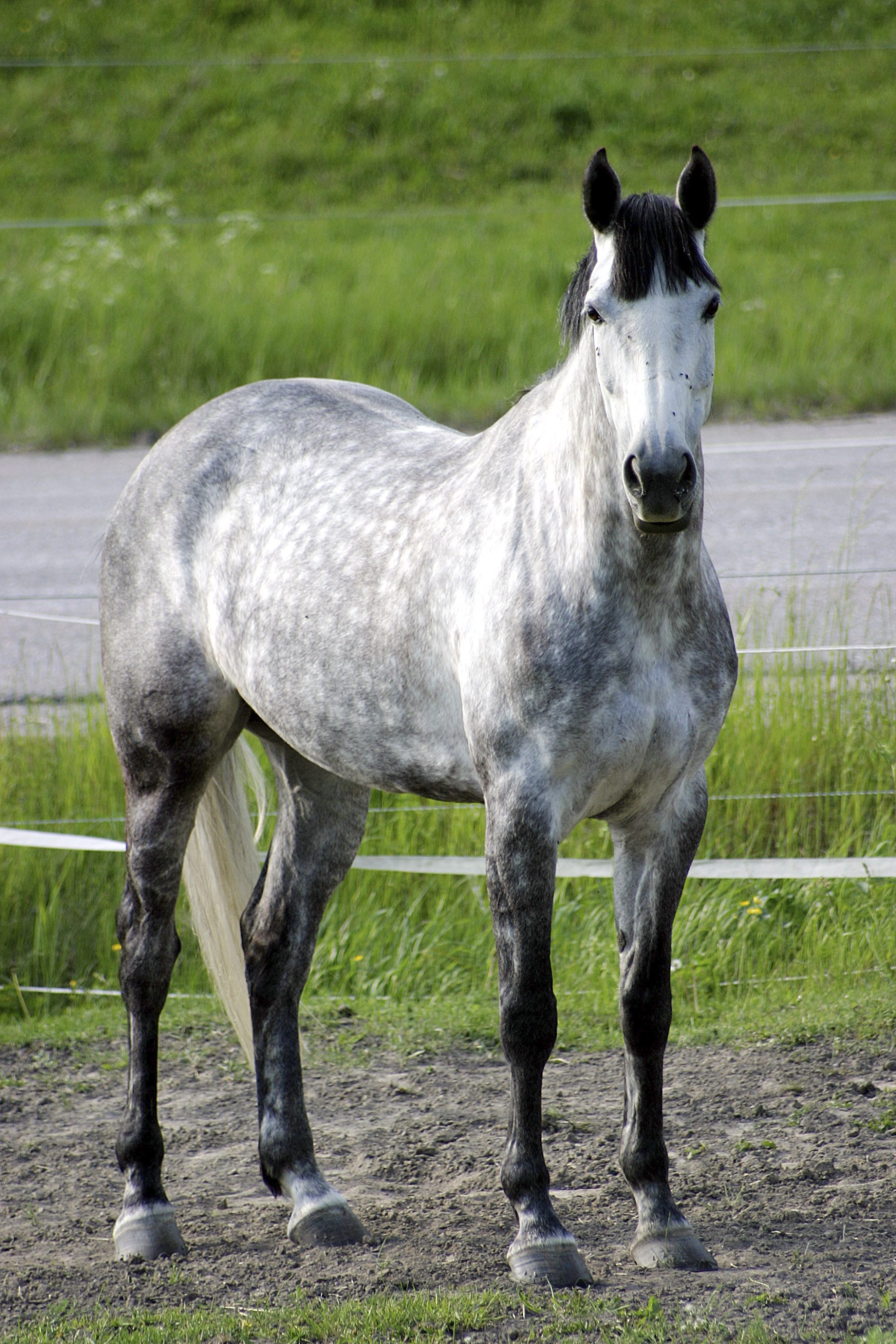Gr&aring;llan Korsl&ouml;t 6 Juni -03 Foto: Ann-sofi Hj&auml;rn