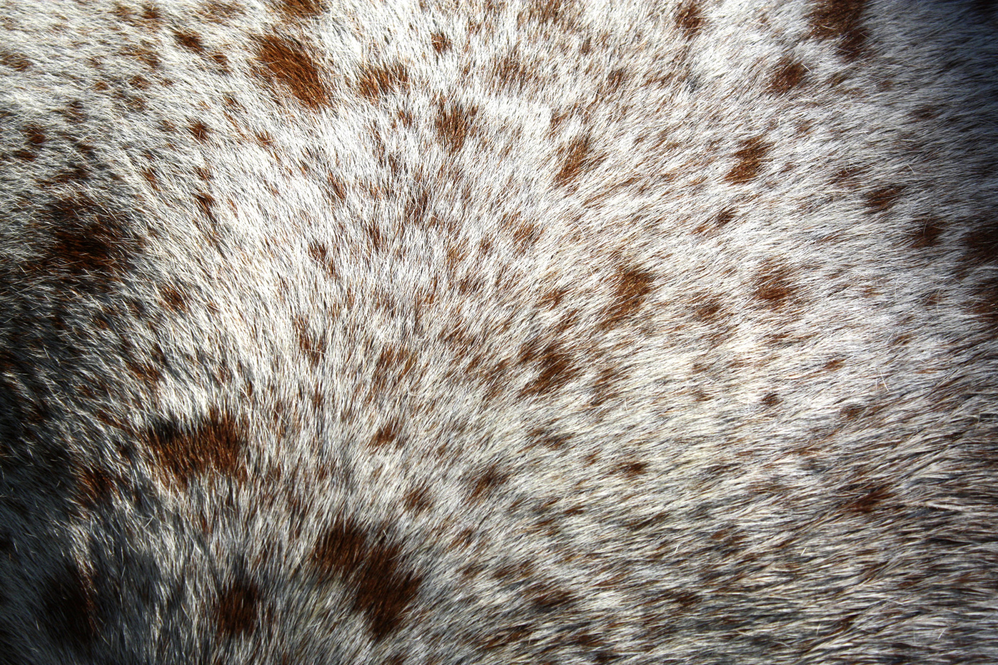 Spotted Horse Hair