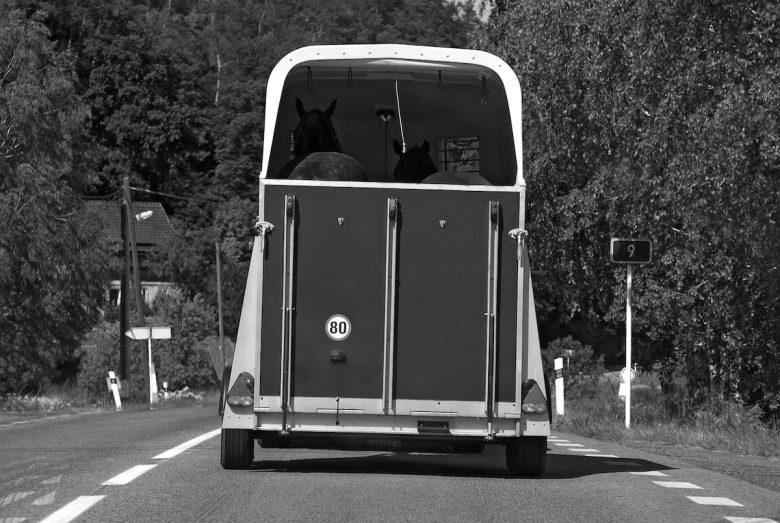 Bil tappade transport med häst i under färd