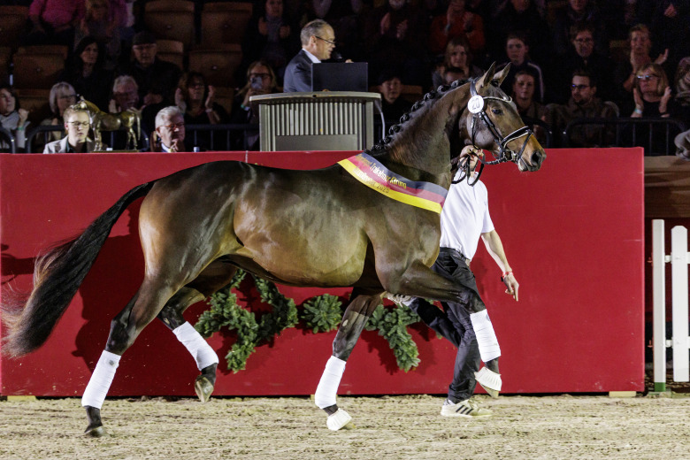 Kentucky-son segerhingst hos Trakehnerförbundet
