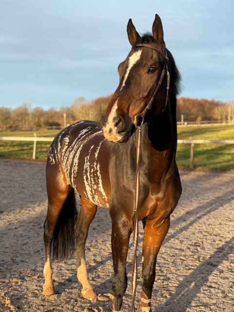 Eriks blogg: Tävlingsåret, där allt faller på plats