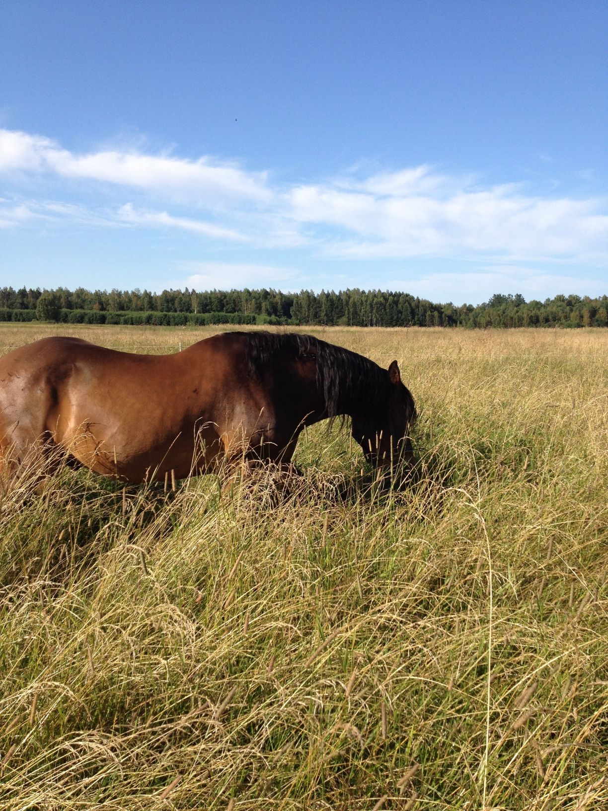 Nordsvensk I Sommarhage 4