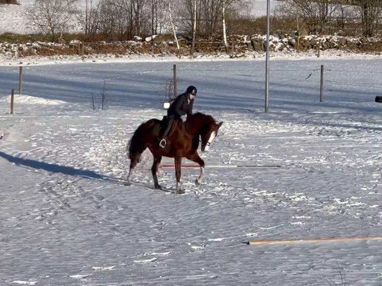 Hallå där, Annika Wulff – 82 år och fortfarande i sadeln