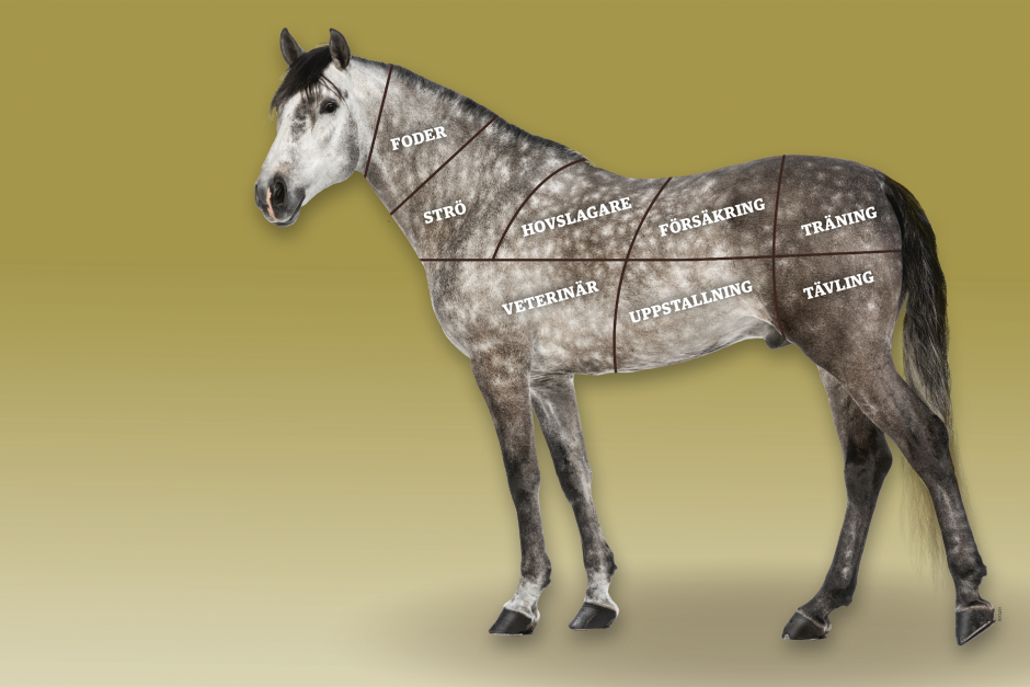 Vad kostar en häst egentligen – och vill vi ens veta?