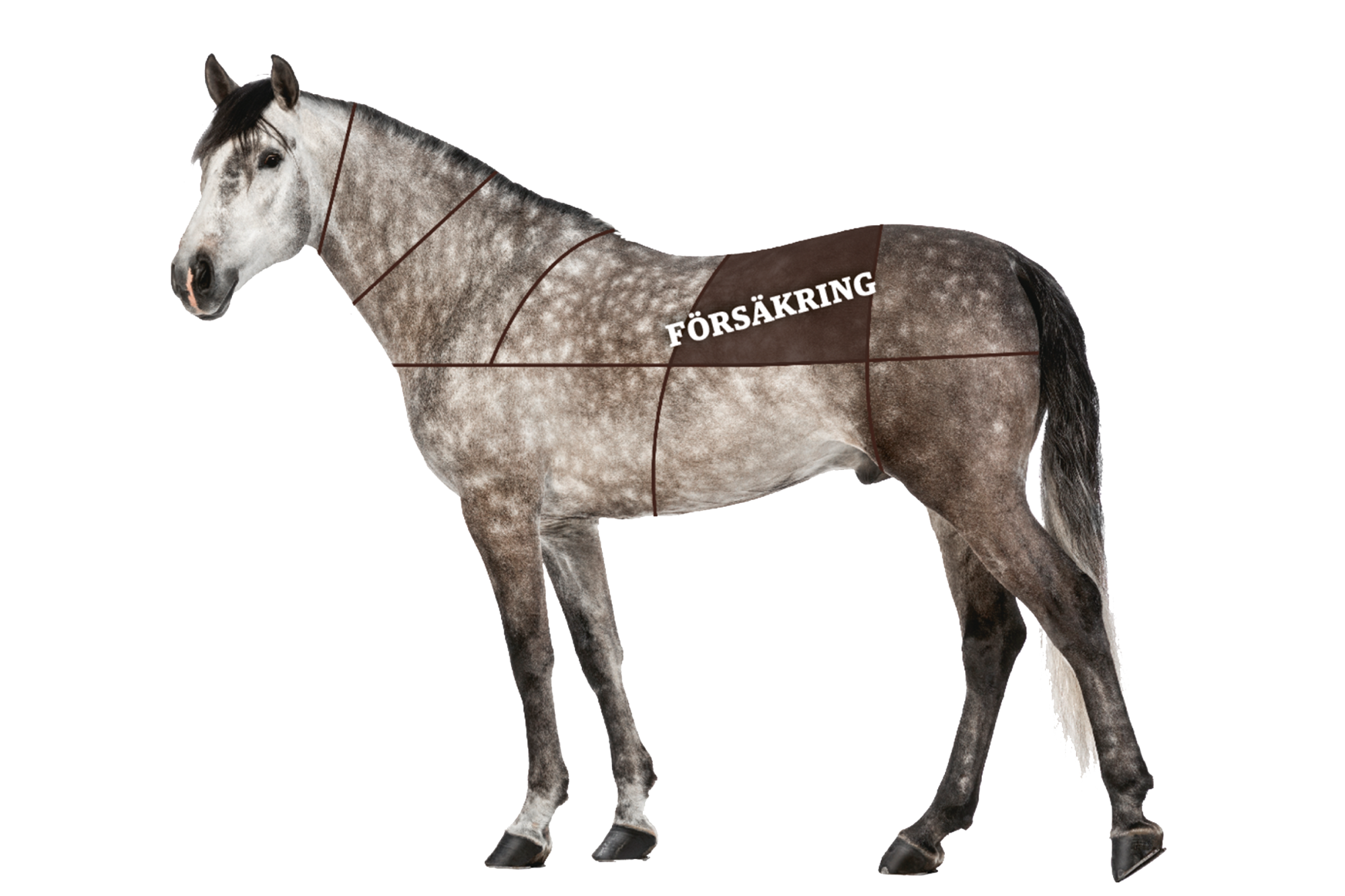 F&ouml;rs&auml;k Kopiera