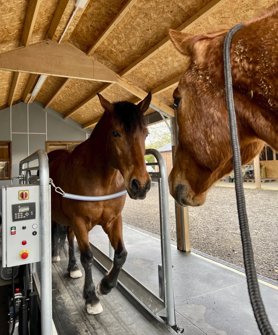 Fritt val för hästen kan förbättra livskvalitén
