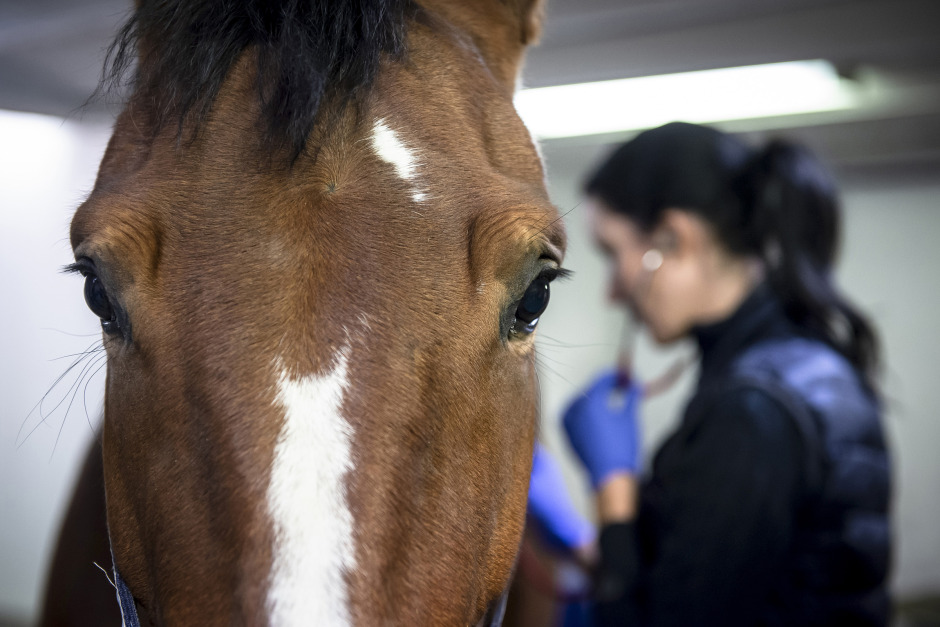 Därför lönar det sig att jämföra veterinärpriser