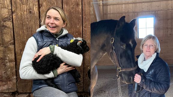 Equestrian Wool