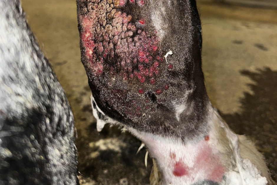 Ny smittsam sjukdom på häst i Sverige – kan även drabba människor