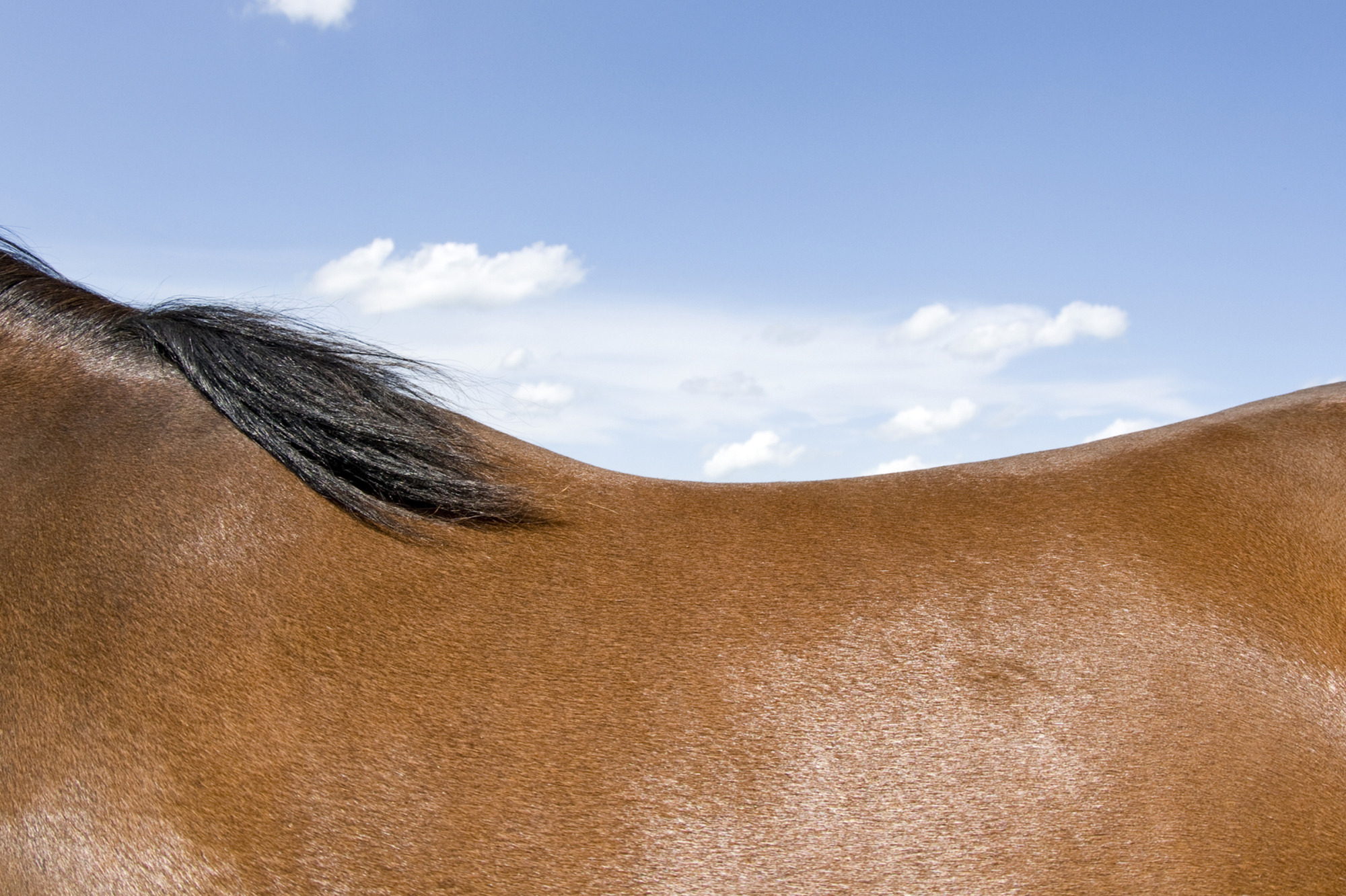 Horseback, Blue Sky