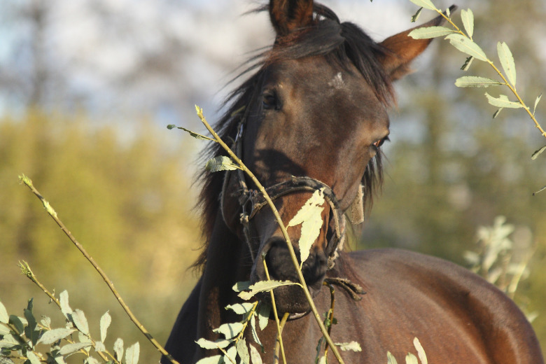 Forskningsnytt: Låt hästen söka efter föda