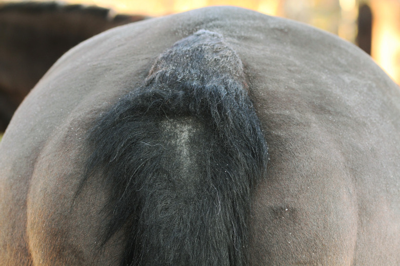 Ny behandling testas mot sommareksem