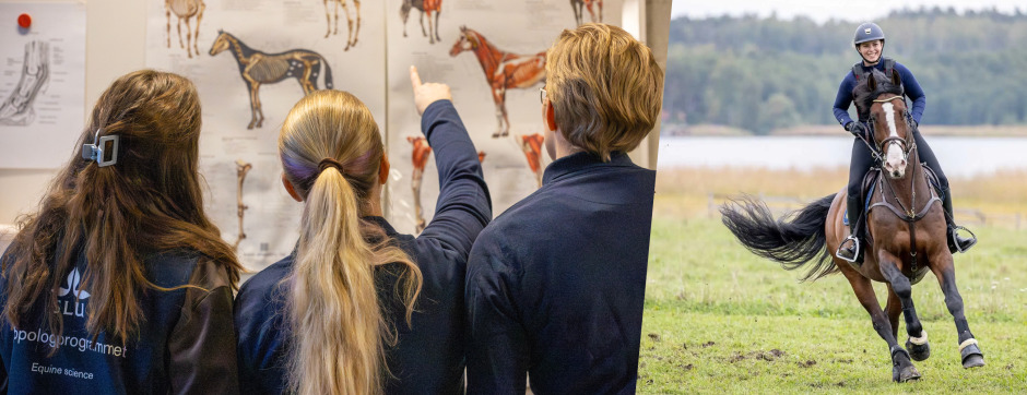 Hippologprogrammet – din framtid med hästar