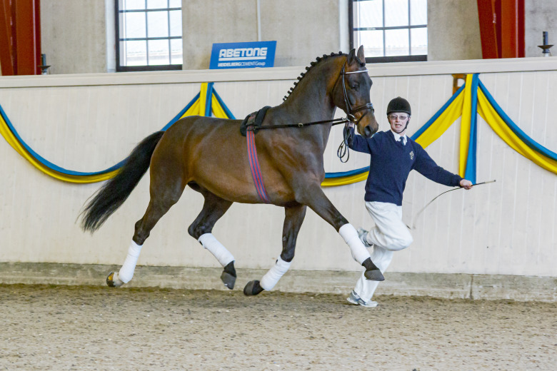 Här är hingstarna som har fått höjd avelsvärdeklass
