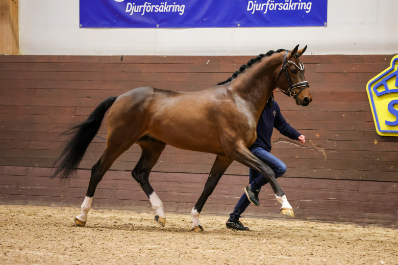 Första nålsögat för bruksprovshingstarna