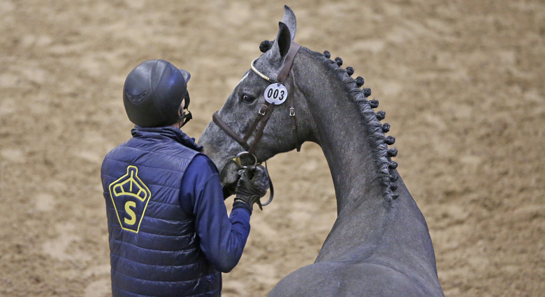 SWB inför smittåtgärder inför bruksprovet efter EHV-1-fall