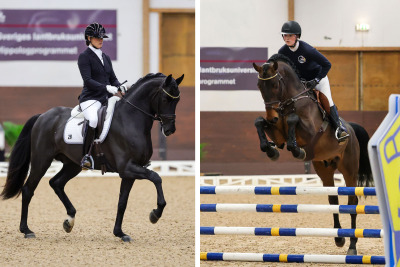 Allt om bruksprovshingstarna 2026