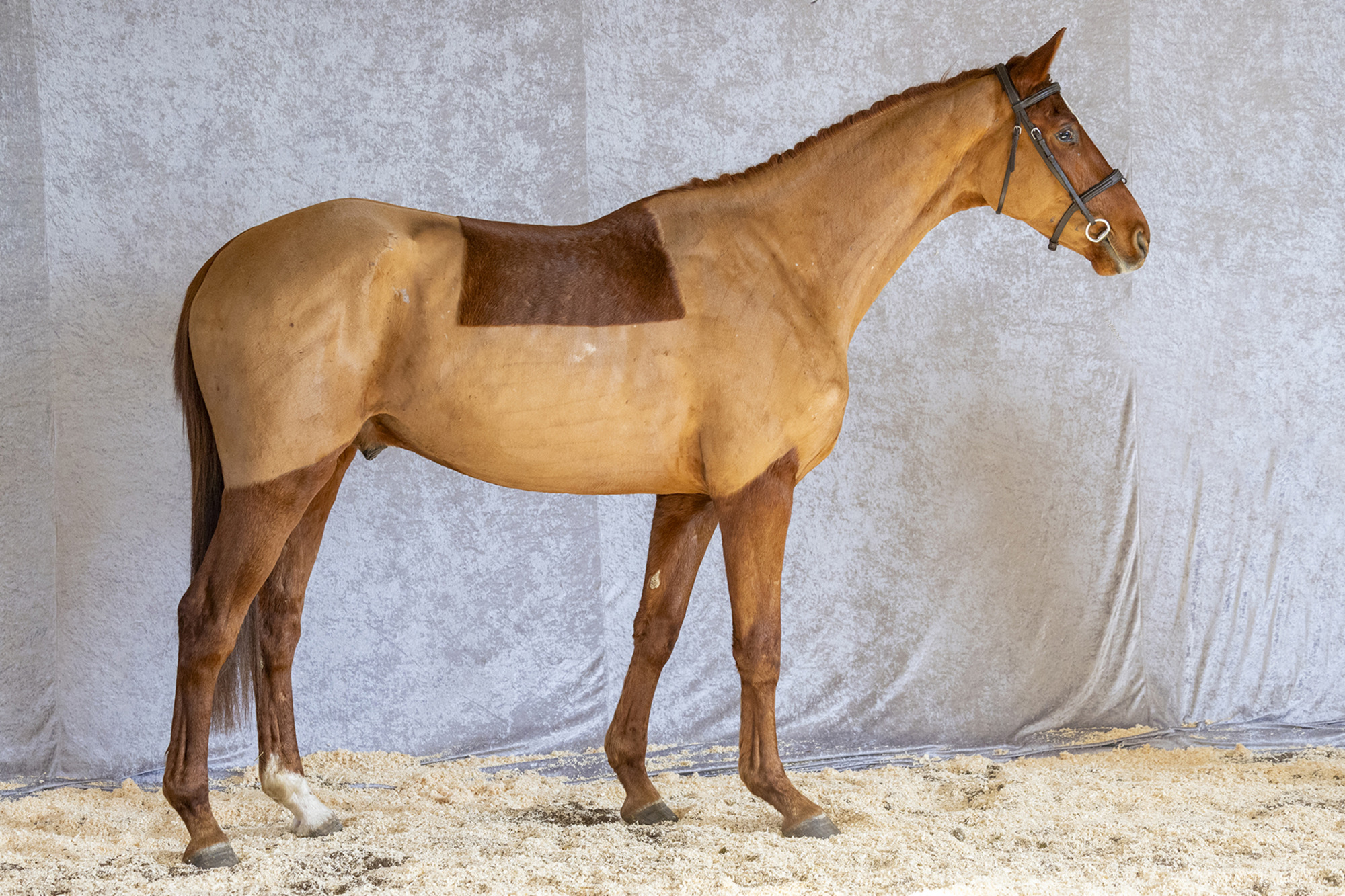 Capillus 1 260316 Rt