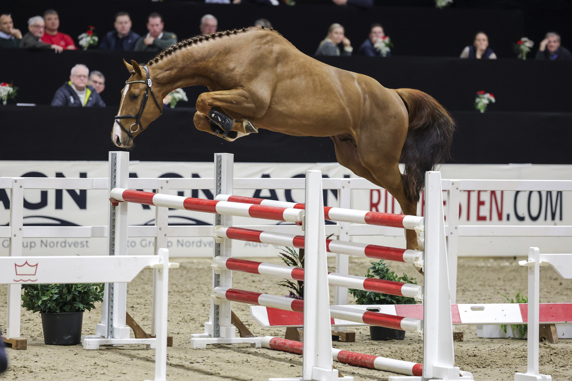 Godk&auml;nda 3-&aring;rshingstar Herning Dwb
2026