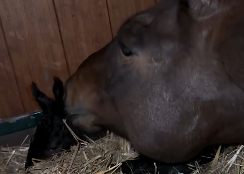 Ridsport Play: Världsstjärnan har fått föl