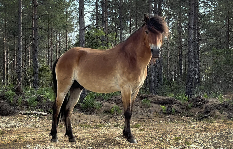 Han blir hingsten på Lojsta hed i sommar