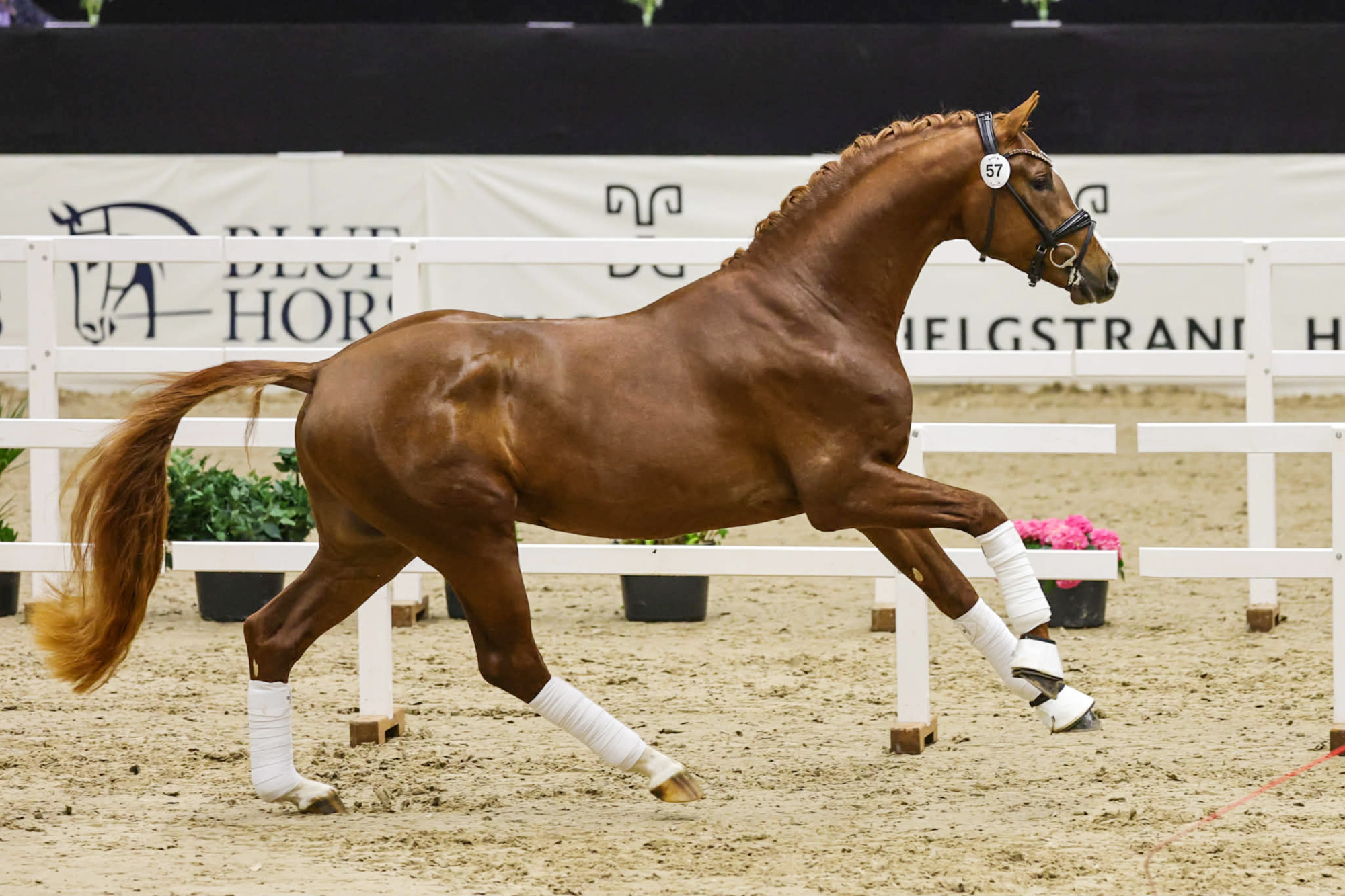 3-&aring;riga G&aring;ngartshingstar Godk&auml;nda I Herning 2026
Foto Pernilla H&auml;gg