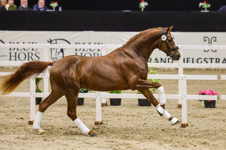 SWB-hingst bland topparna vid DV:s premiering