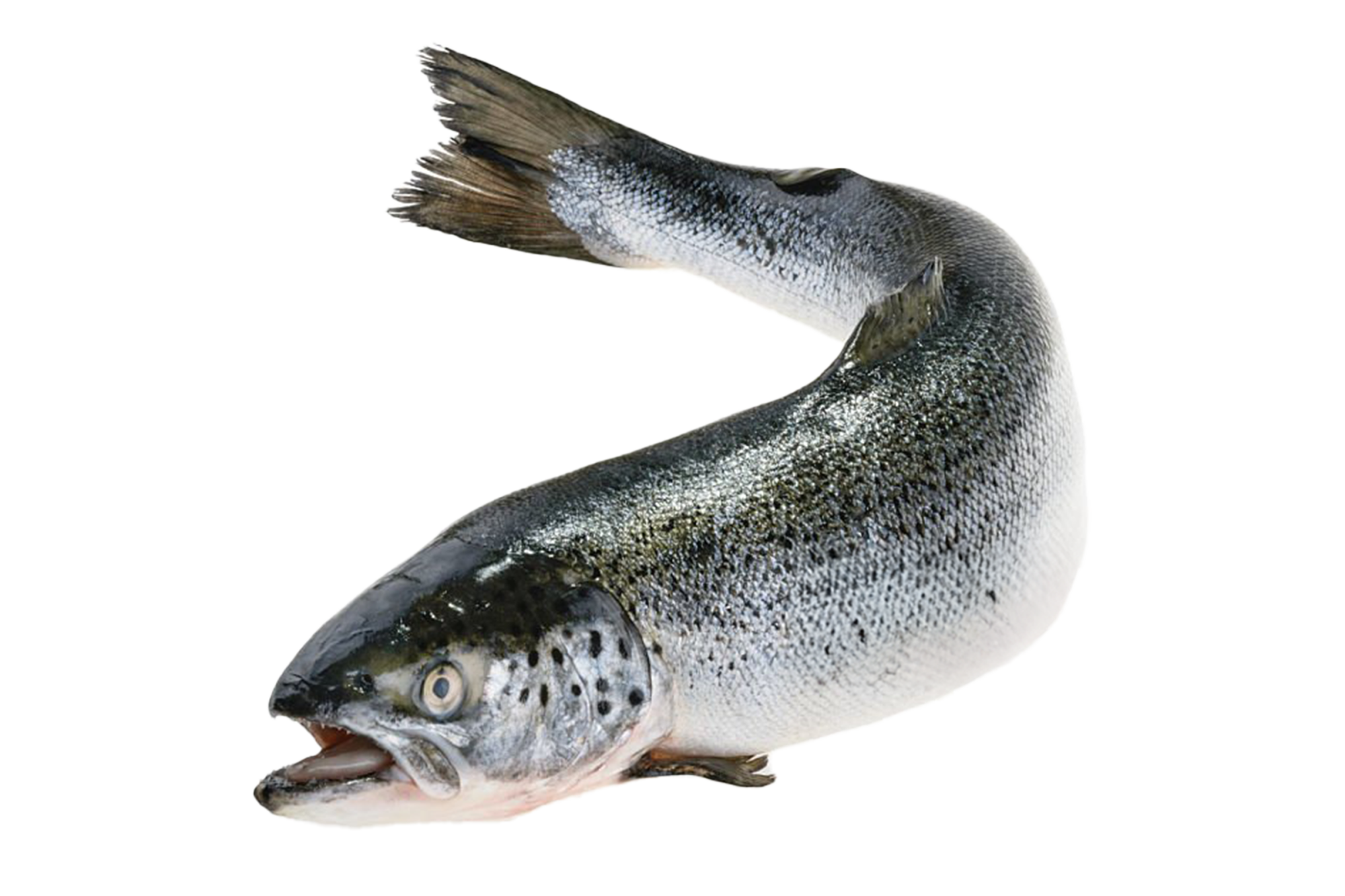 Fisk