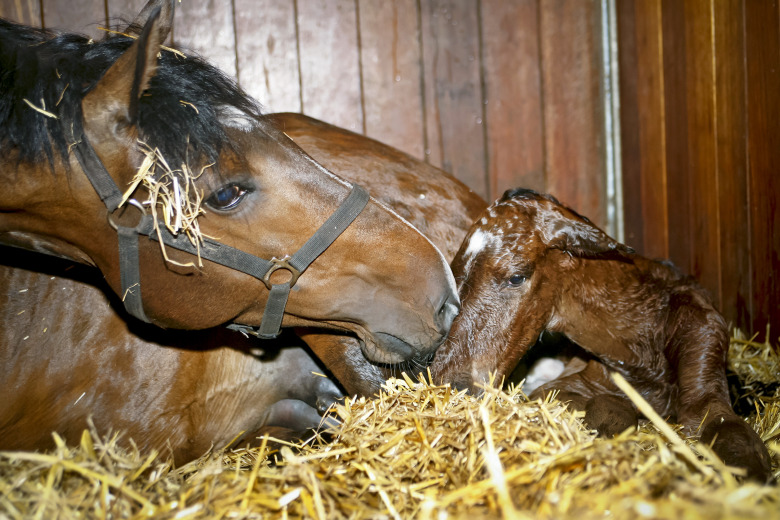 Veterinärens råd om fölning