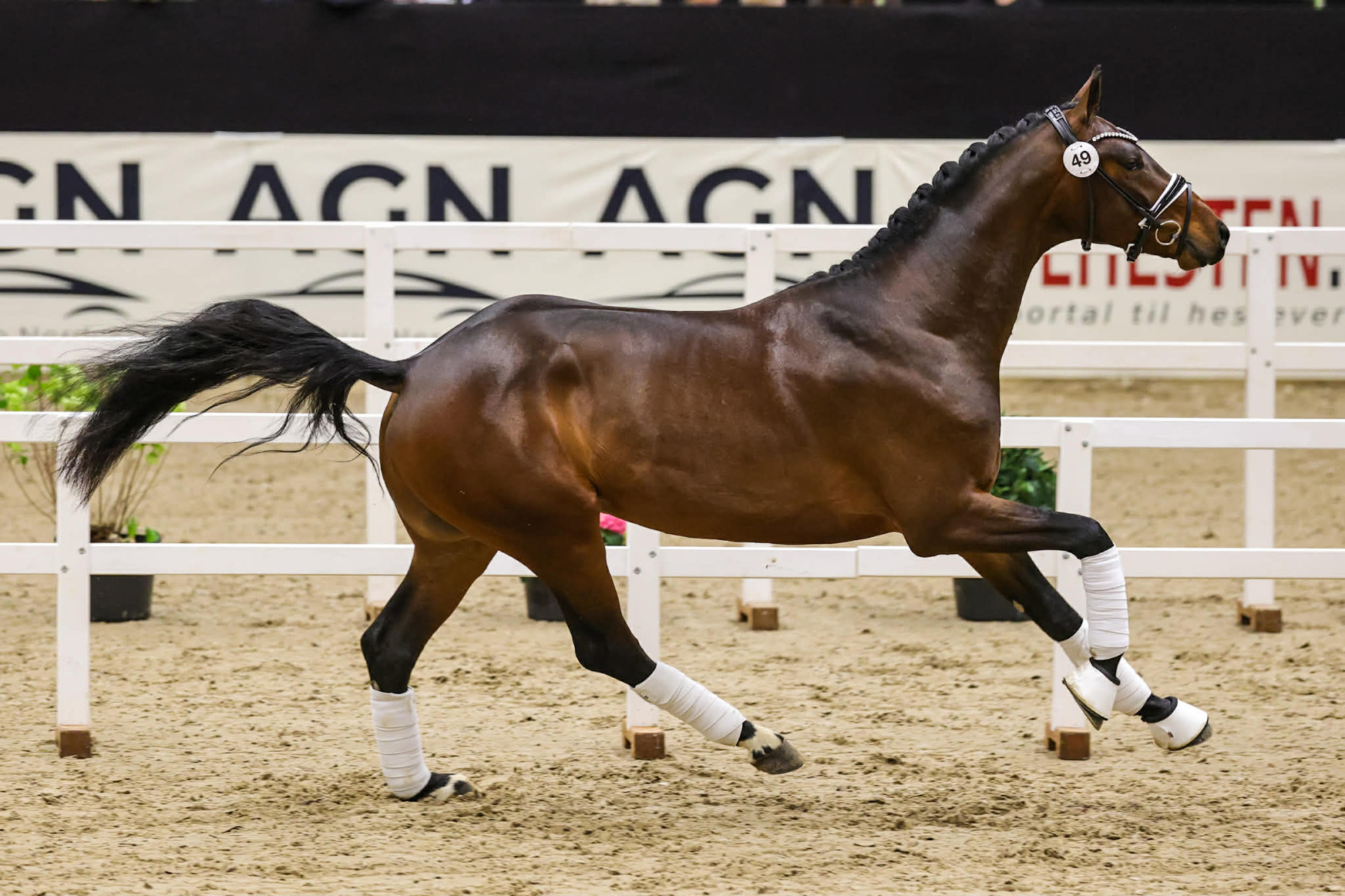 3-&aring;riga G&aring;ngartshingstar Godk&auml;nda I Herning 2026
Foto Pernilla H&auml;gg