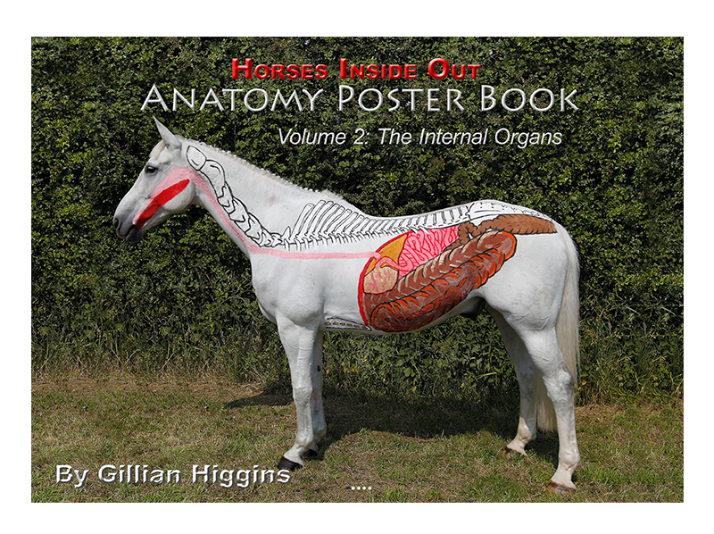 Anatomy poster book