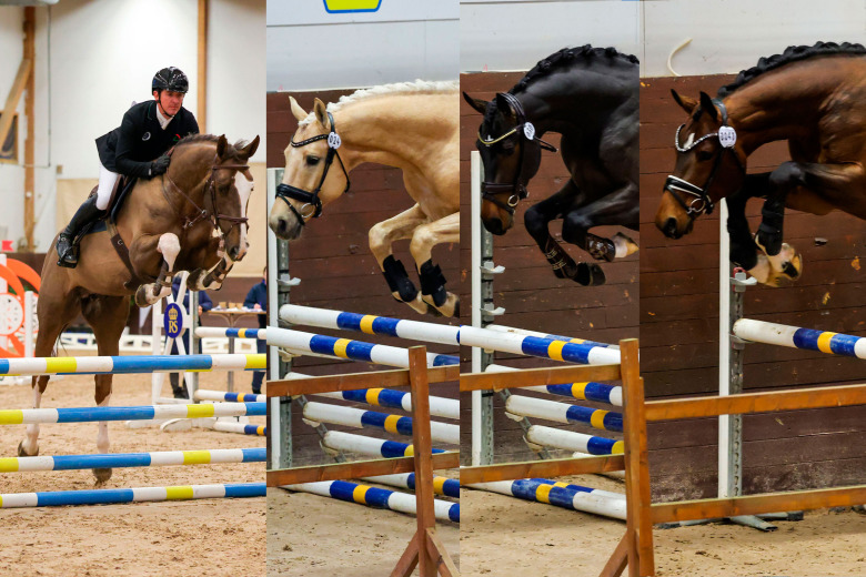 Så hoppade hingstarna på bruksprovet – bilder och domarnas kommentarer