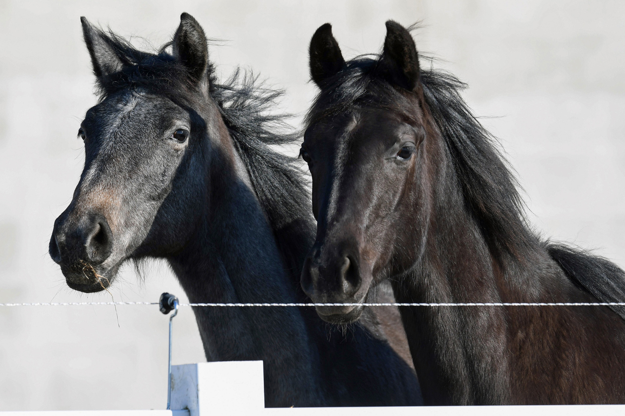 Horsepartner&rsquo;s-sky-och-horsepartner&rsquo;s-miss-blue