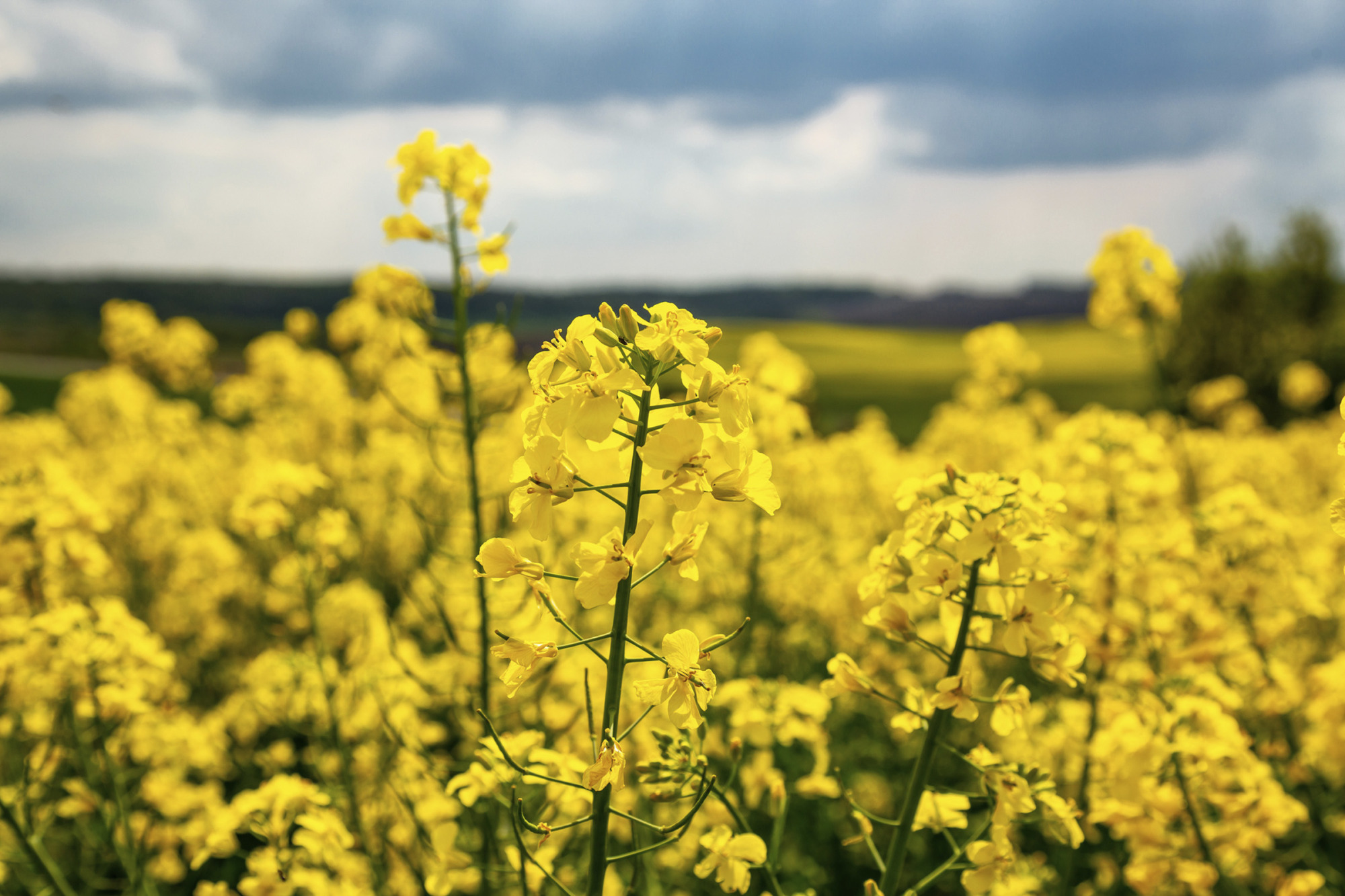 Fields With Rapeseed On A Sunny Day. Rapeseed Cultivation