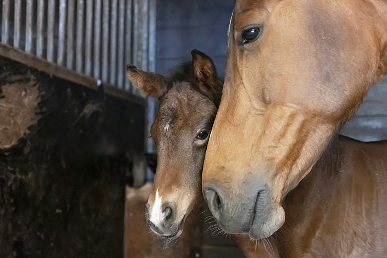 Annelie Frank: ”Utlämnad till det stora lotteri som kallas genetik”