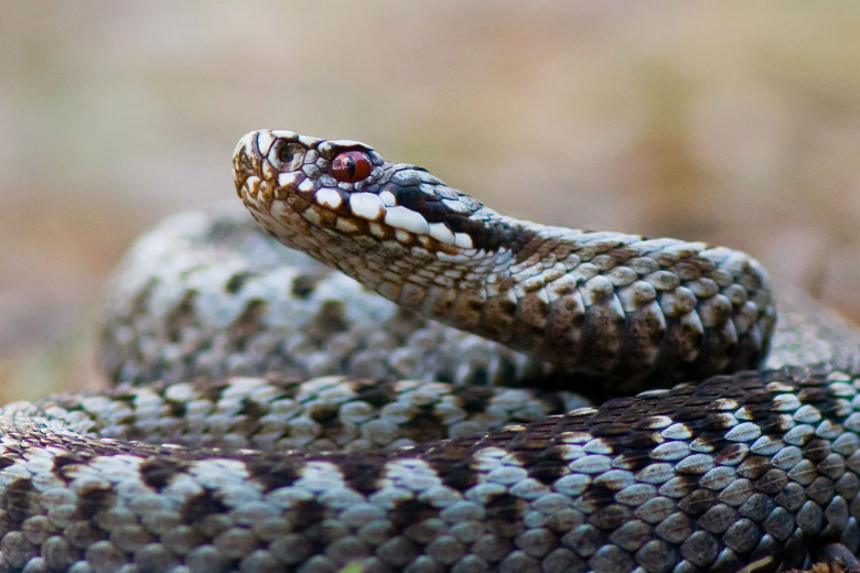 Så märker du om din häst blivit biten av huggorm