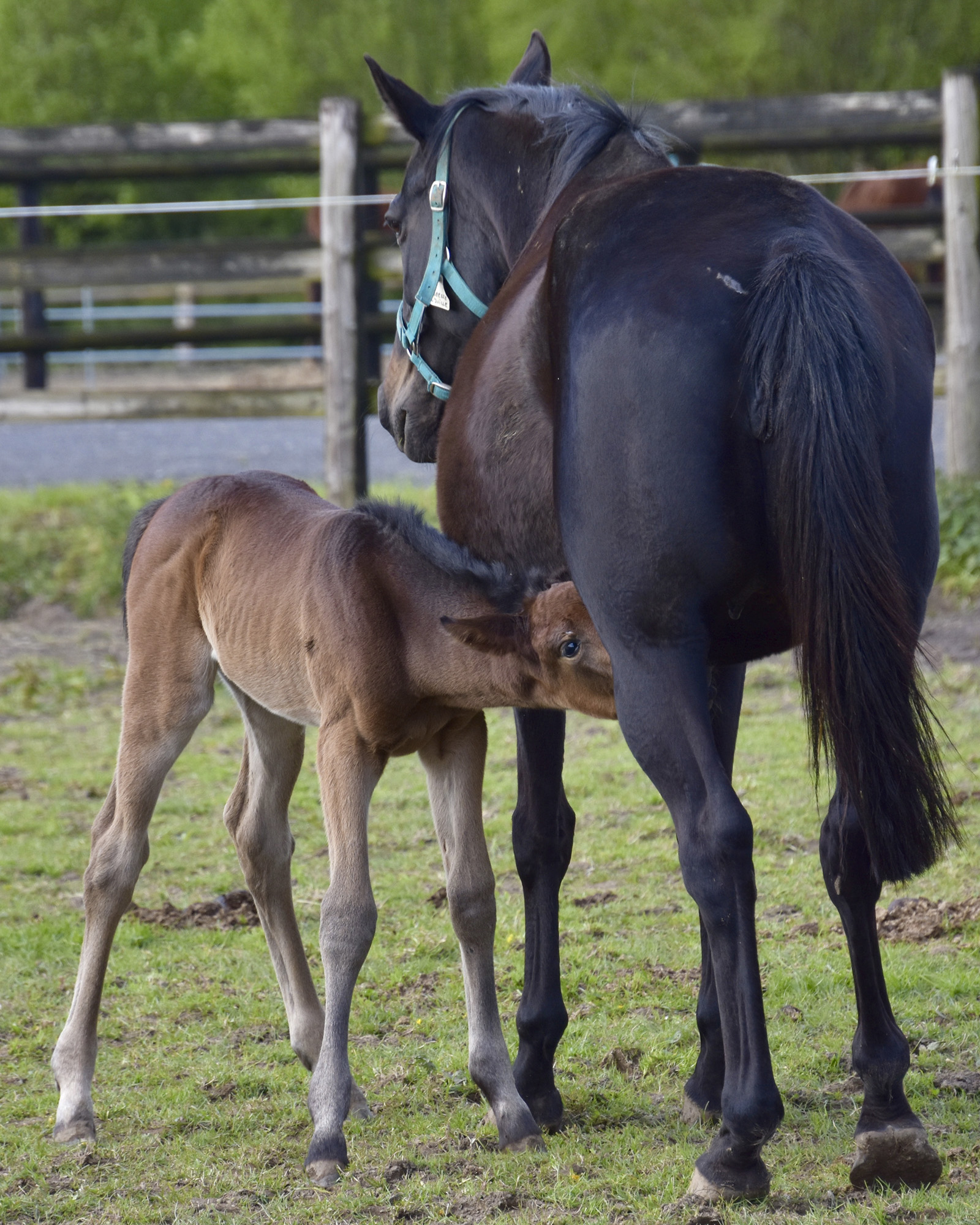 A Young Brown Colt Drinking The Milk Of Its Mother, In Normandy, In France