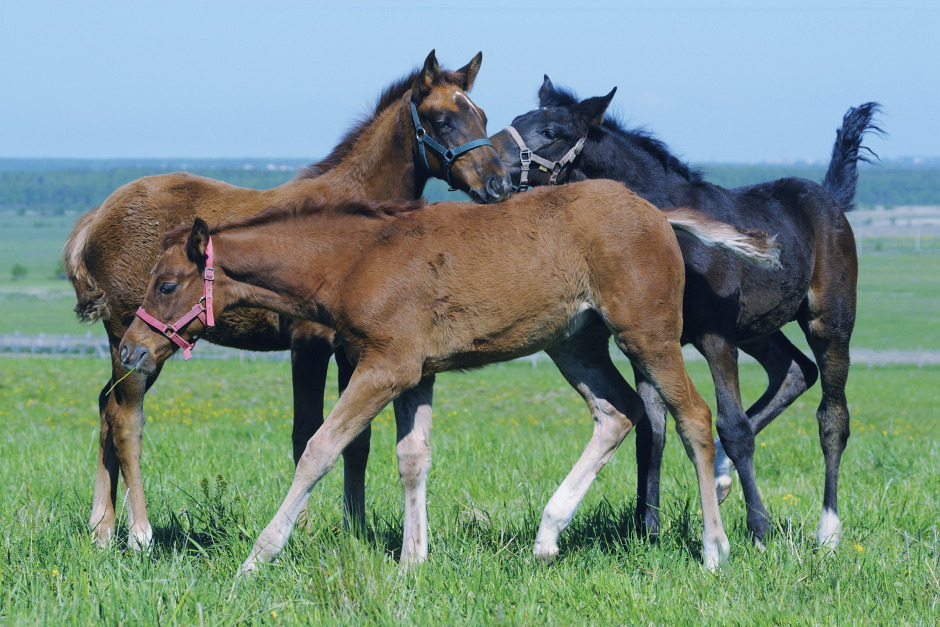 Vad väntar du för föl i år?