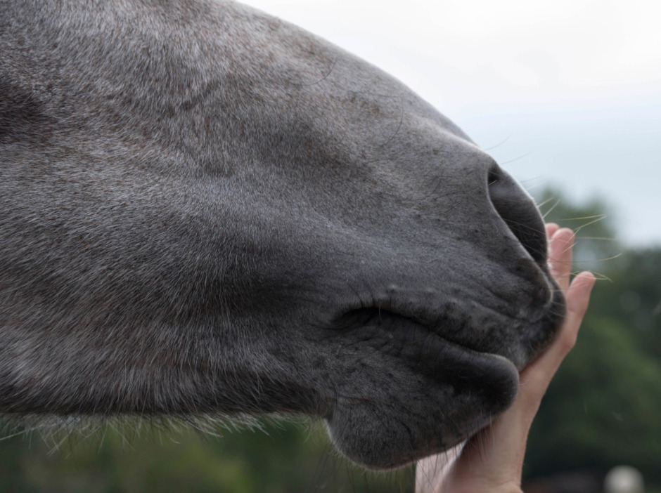 Ryttarcoachen: ”Nervsystemet är hästens förstaspråk”