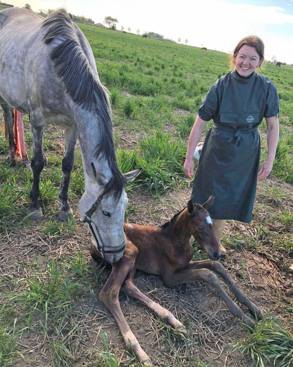 Svårt att veta när stoet ska föla