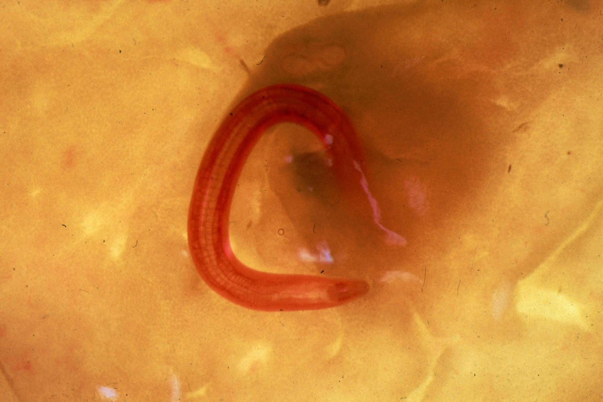 Liten Blodmask Foto: Sva P: 2025-05-ax P: 2025-05